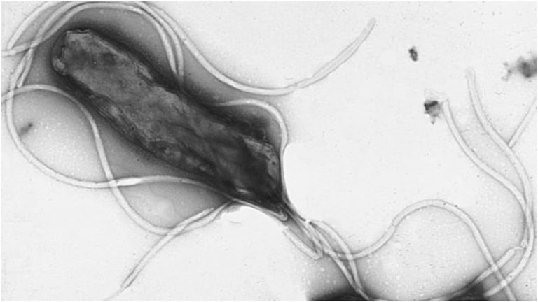 Bactéria H. pylori sob um microscópio