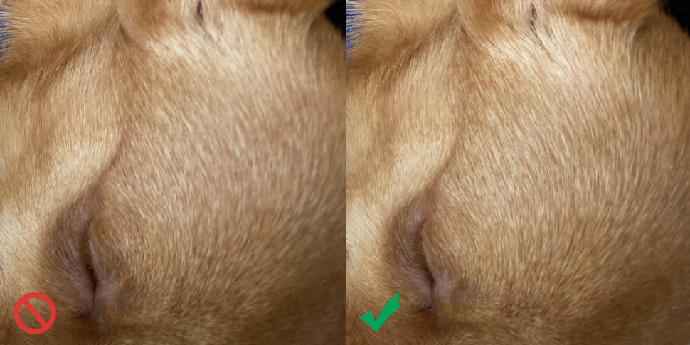 Detalhe do pelo da cachorra Peanut em comparativo da tecnologia Deep Fusion, presente nos iPhones 11