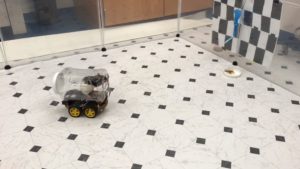 Rato dirigindo carrinho em experimento em laboratório