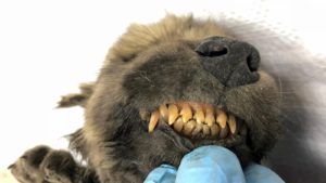 O cachorrinho de 18 mil anos, com dentes intactos