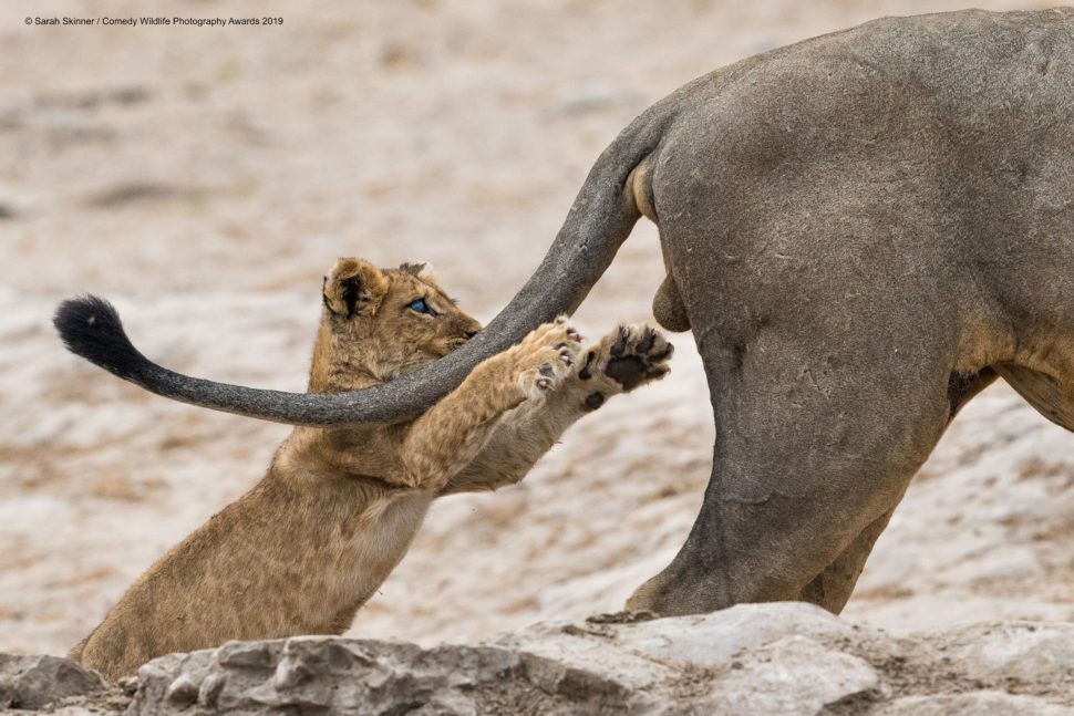 Leoa atacando bolas de leão em imagem no Comedy Wildlife Photography Awards