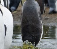 Penguim fazendo necessidades em um lago