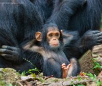 Macaco bebê descansando com as duas mãos na cabeça