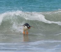 Penguim pegando uma onda