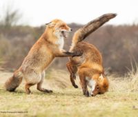 Lobos brincando