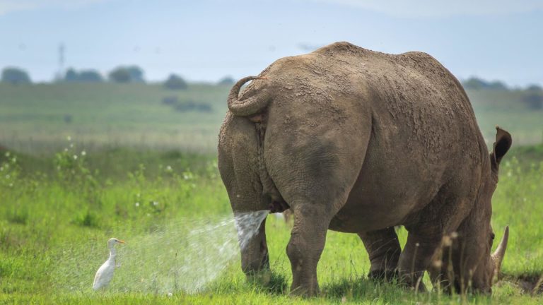 Rinoceronte fazendo xixi em pássaro em imagem do Comedy Wildlife Awards 2019