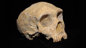 Crânio de neandertal de Gibraltar