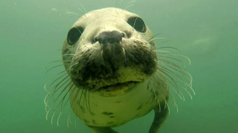 Foca-cinzenta