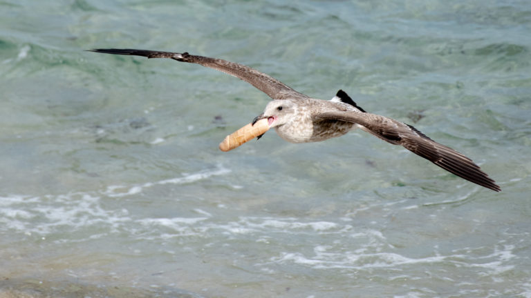 Gaivota carregando um pênis de plástico no bico. Crédito: Jennifer Leigh Warner/Cater News