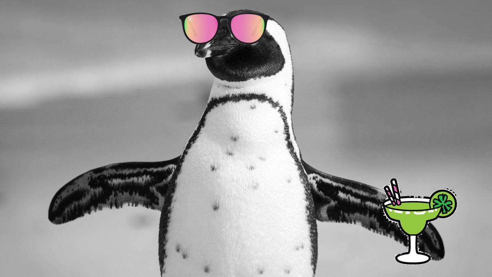 Pinguim tomando um drinque e de óculos de Sol