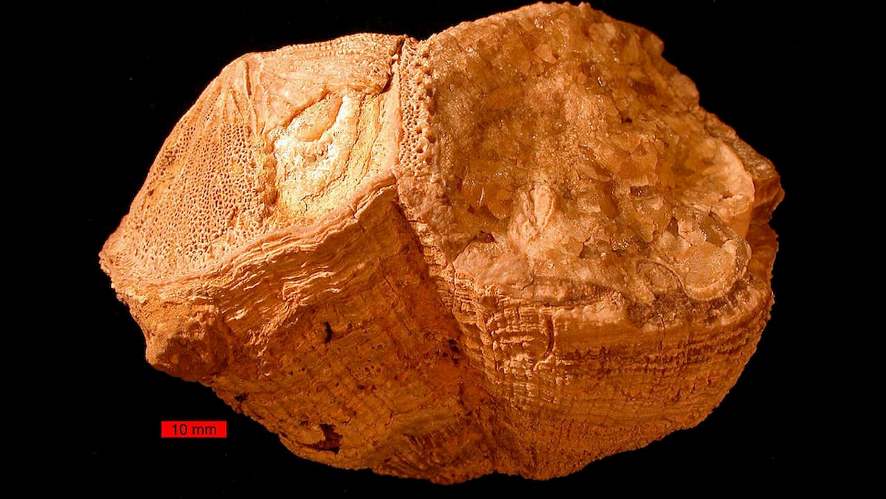 A concha fóssil de Torreites sanchezi, um extinto molusco bivalve