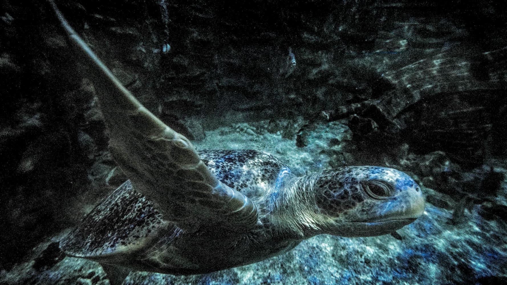 Tartaruga marinha. Crédito: Getty Images