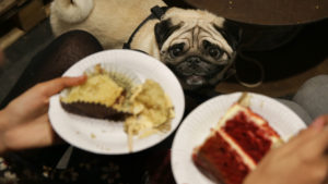 Até este cachorro entende o poder de cura de bolos e doces. Crédito: Getty Images
