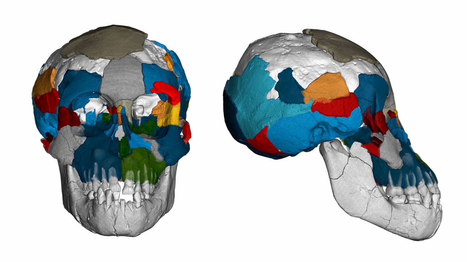 Tomografias do crânio do Australopithecus afarensis