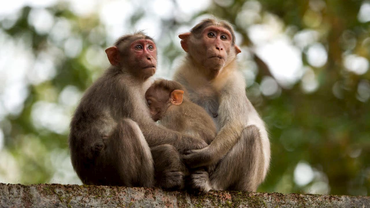 Macacos em Kerala, Índia