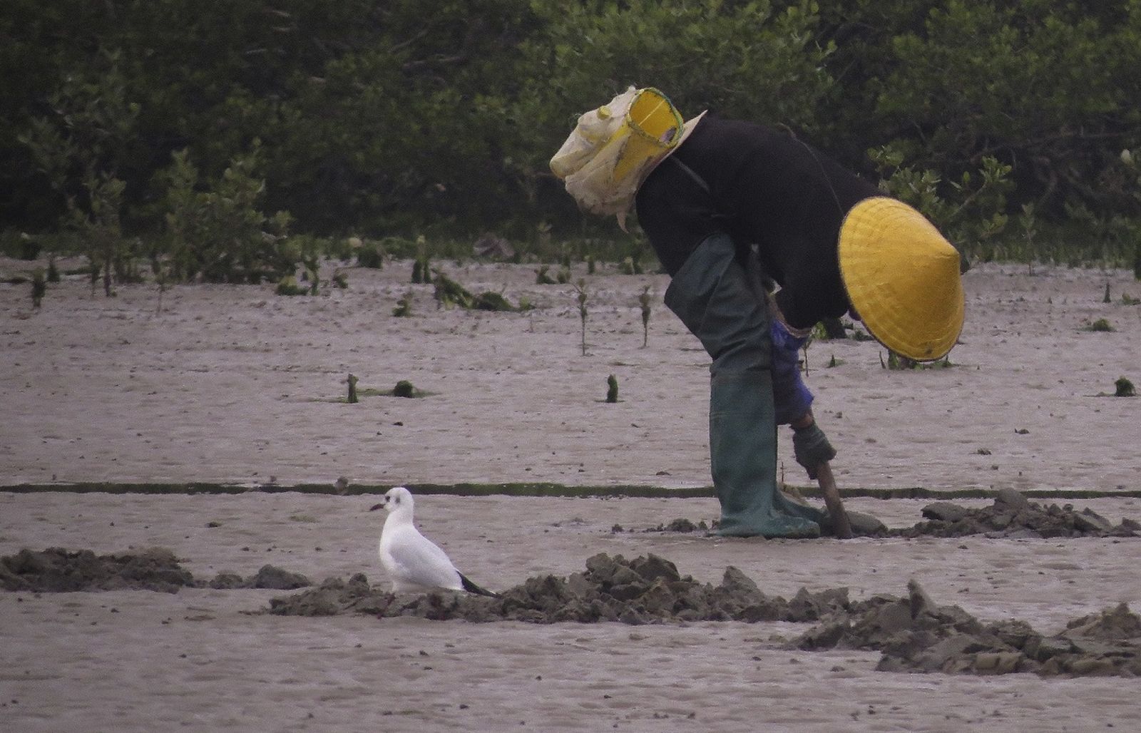 Pescador local próximo a pássaro enquanto trabalhava na costa. Crédito: Feng and Liang (2020), Fig. 1