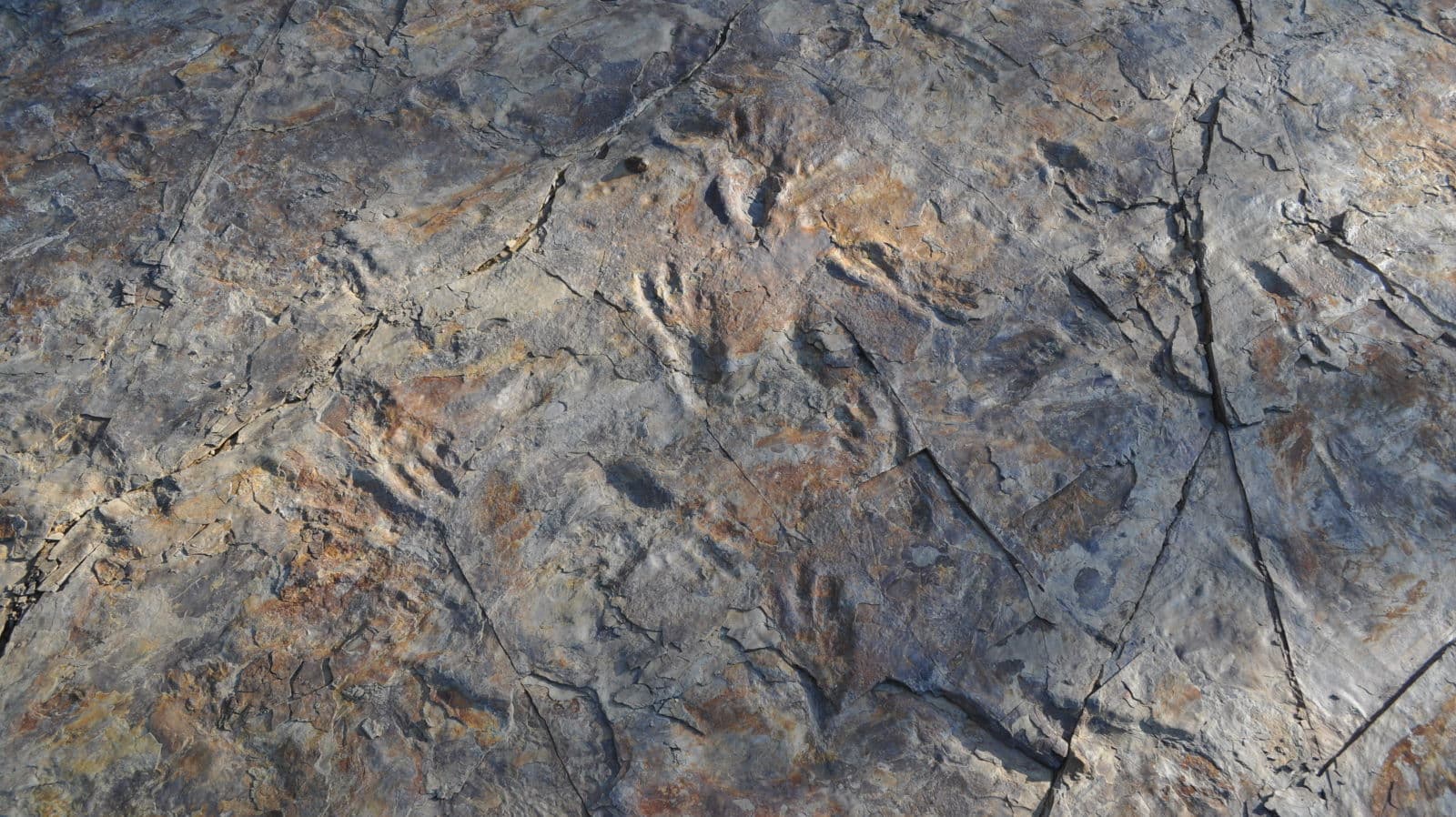 Pegadas deixadas pelo Batrachopus grandis, o crocodilo bípede