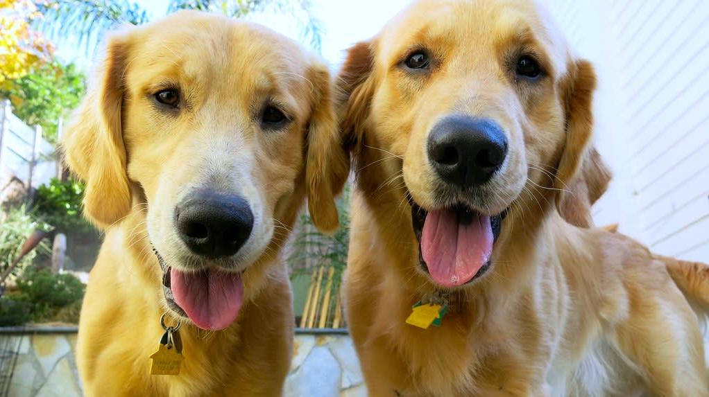 Dois cachorros Golden Retriever. Crédito: Flickr/torbakhopper