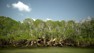 Floresta de mangue. Crédito: Getty Images
