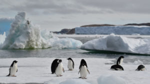 Pinguins Adélie na baía Lützow-Holm, na Antártica. Crédito: Yuuki Watanabe/Instituto Nacional de Pesquisa Polar do Japão