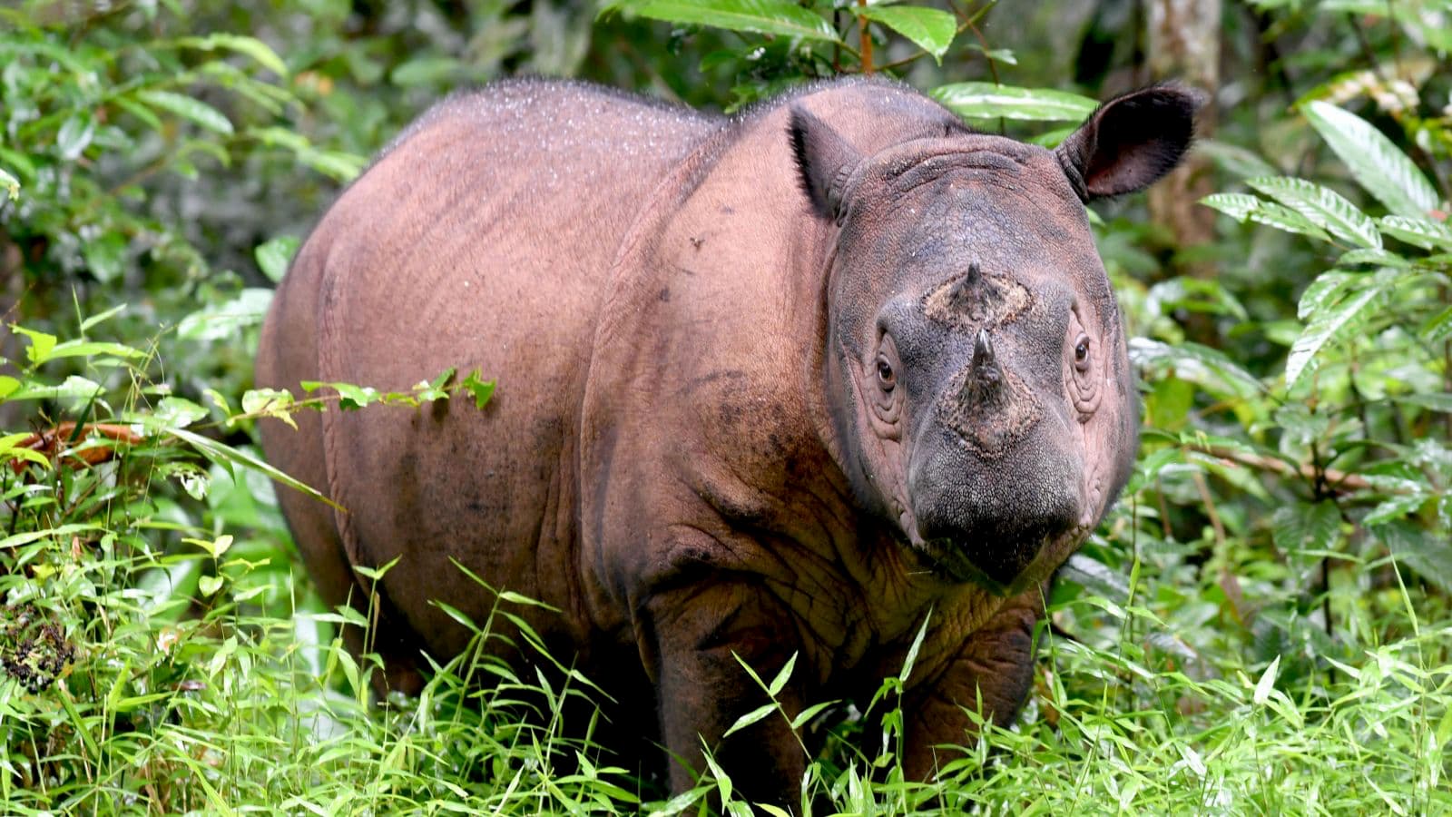 O rinoceronte-de-sumatra está entre os mamíferos mais raros da Terra