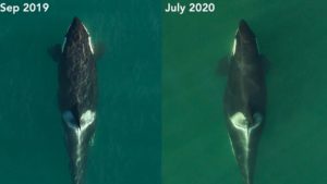 À esquerda uma orca em setembro de 2019. À direita, a mesma orca grávida em julho de 2020