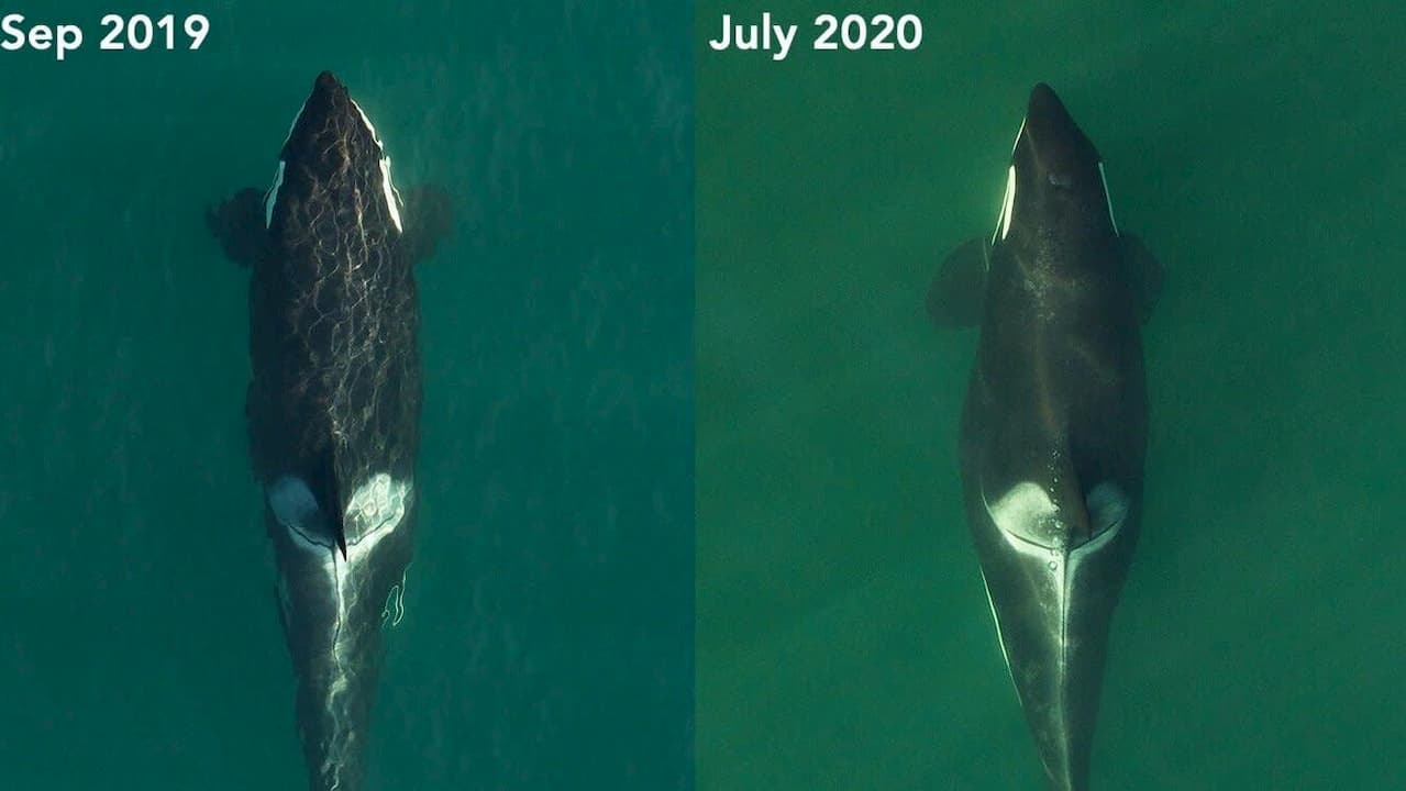 À esquerda uma orca em setembro de 2019. À direita, a mesma orca grávida em julho de 2020