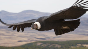 Condor andino. Crédito: Facundo Vital