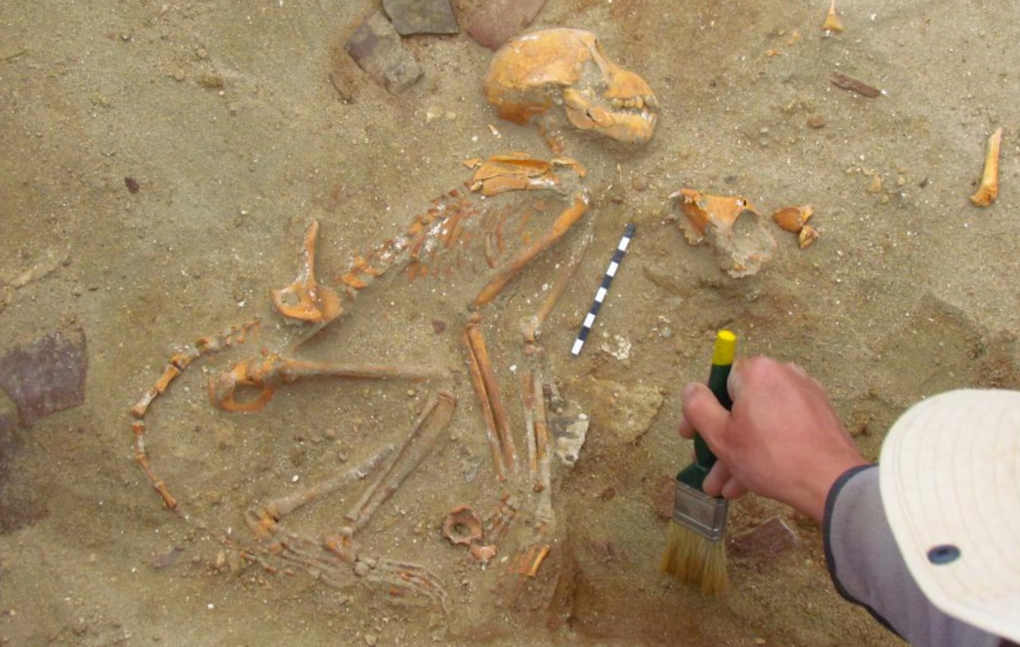 Esqueleto de macaco achado em cemitério de animais de estimação em Berenice. Crédito: Marta Osypińska/Institute of Archaeology and Ethnology of the Polish Academy of Sciences
