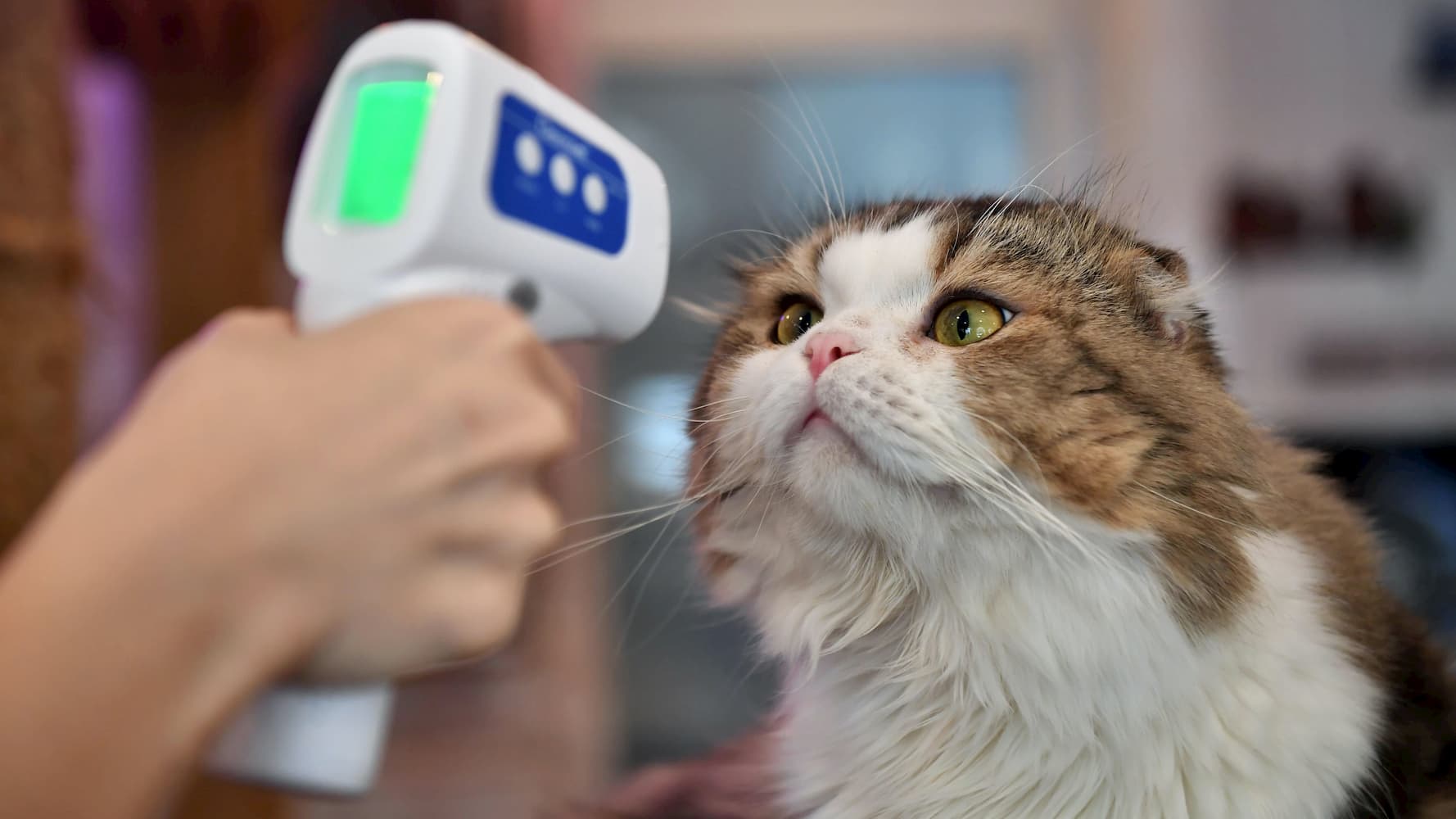 Pessoa mede temperatura de gato em Bangcoc. Crédito: Lillian Suwanrumpha/Getty Images