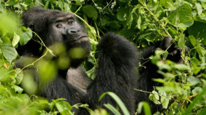Um gorila adulto na floresta do Paque Nacional Bwindi, em Uganda. Crédito: Stuart Price/Getty Images