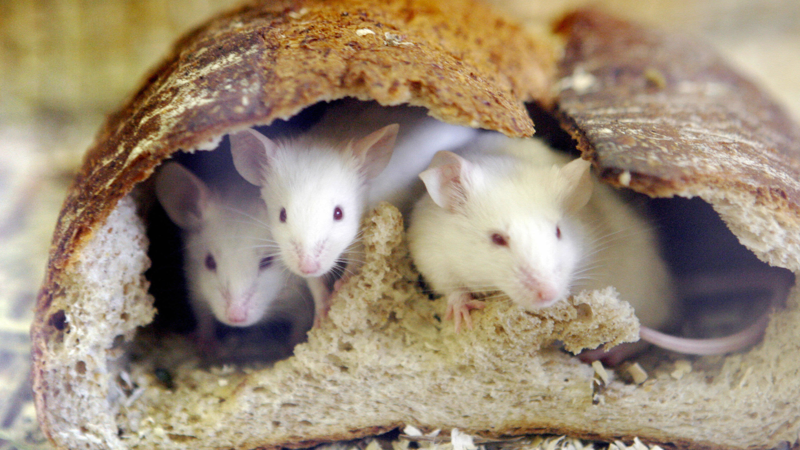 Pesquisadores usam ratos de laboratório para criar célula que derrete gordura. Crédito: YOSHIKAZU TSUNO/AFP (Getty Images)