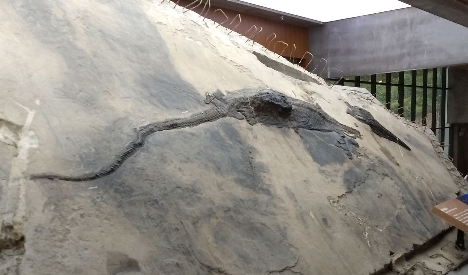 O fóssil mostra que o estômago do ictiossauro estava distendido. Imagem: Ryosuke Motani
