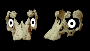 Reconstrução digital do crânio do saurópode, com os olhos adicionando olhando para frente. Crédito: Kundrat et al. /Current Biology