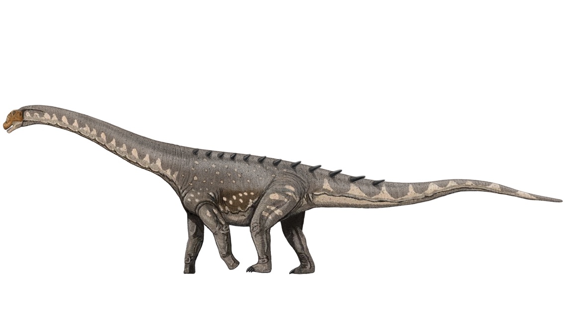 Saurópode Ampelosaurus atacis. Crédito: Wikimedia