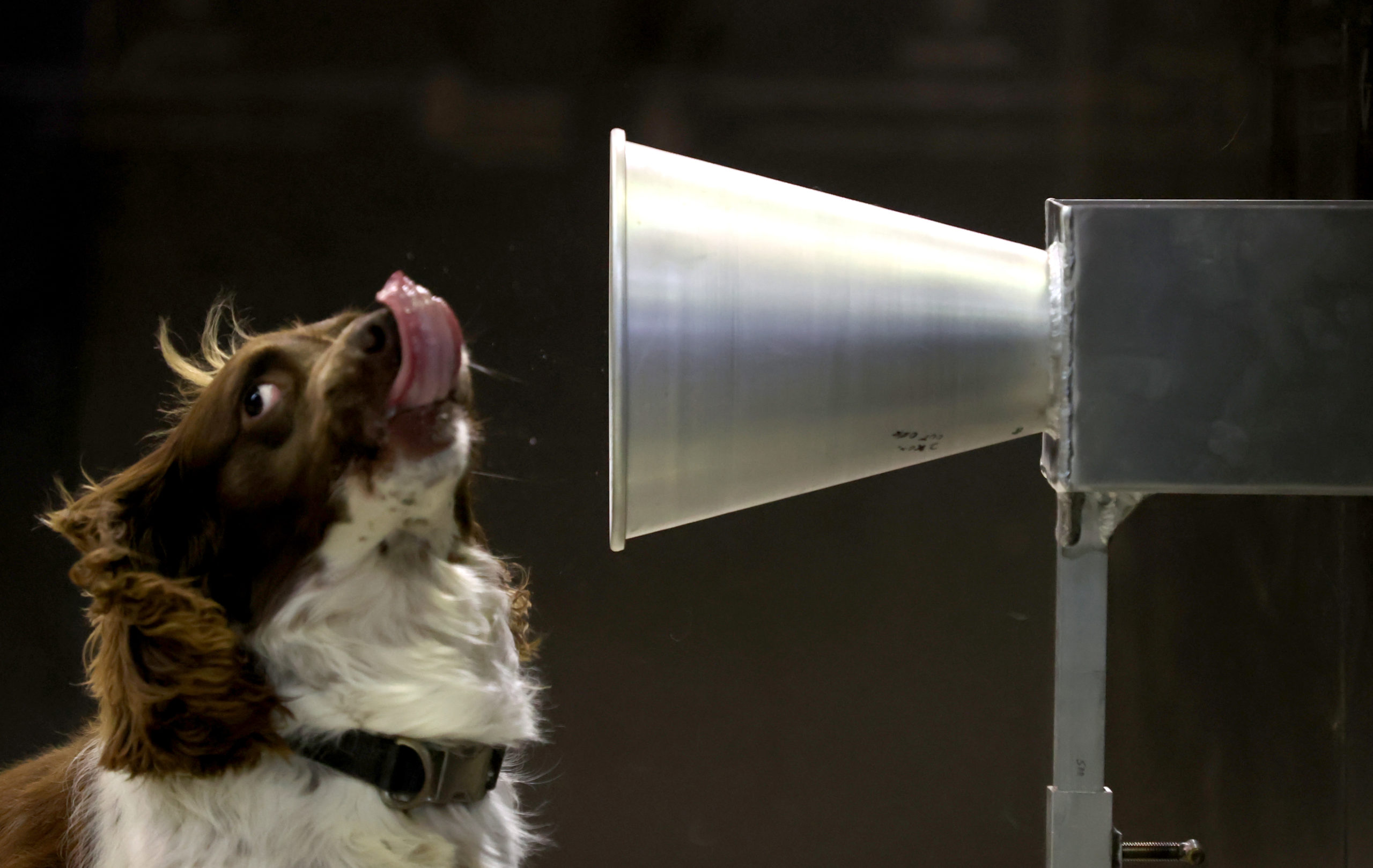 O cachorro Floki em treinamento para detectar COVID-19. Crédito: Kelly Barnes/Getty Images