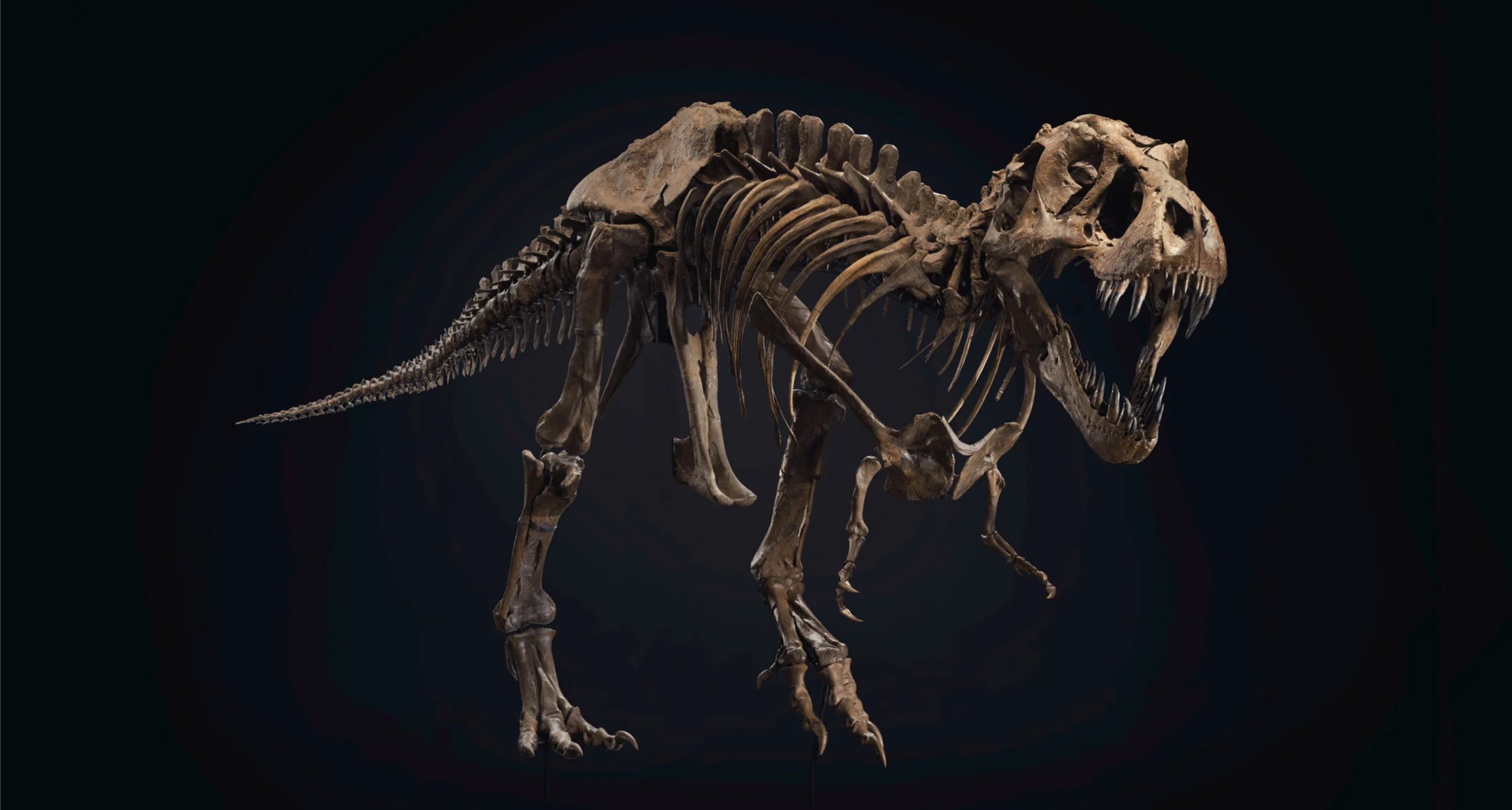 Esqueleto do tiranossauro rex chamado de Stan. Crédito: Christie's