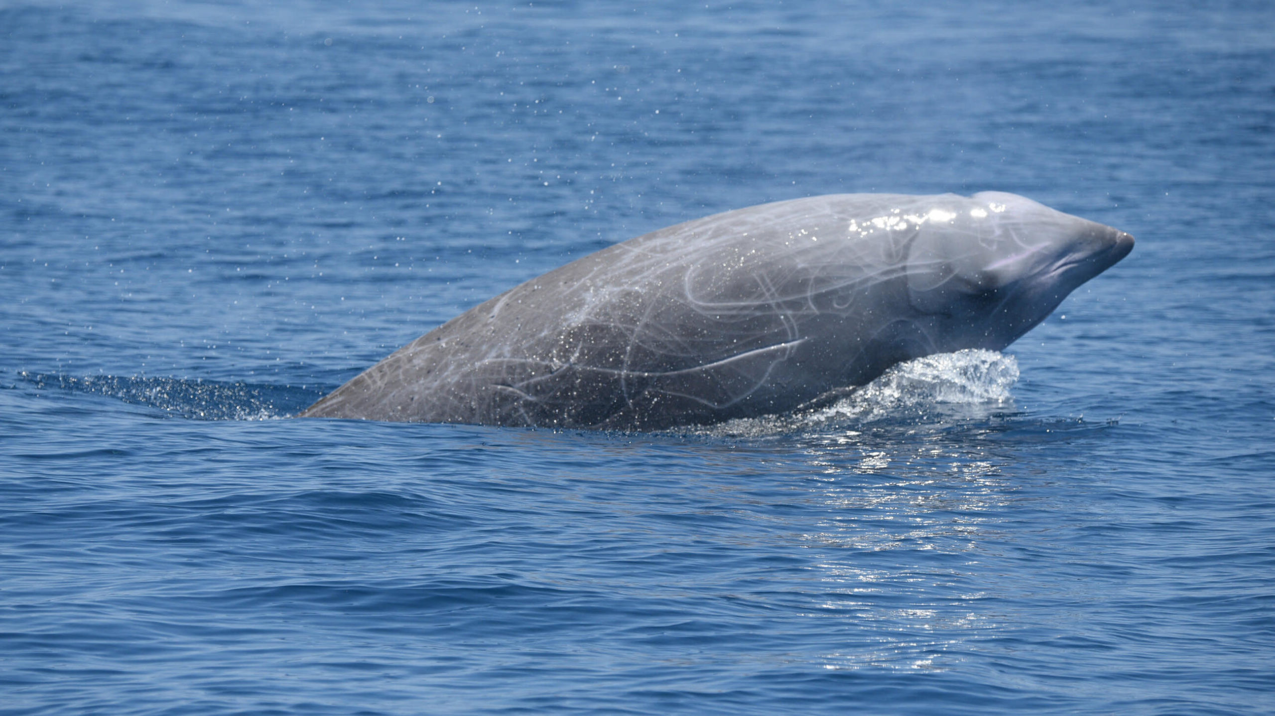 Baleia surpreende cientistas ao ficar quase 4 horas submersa. Crédito: NOAA