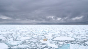 Urso em calote de gelo. Crédito: BJ Kirschhoffer/Polar Bears International