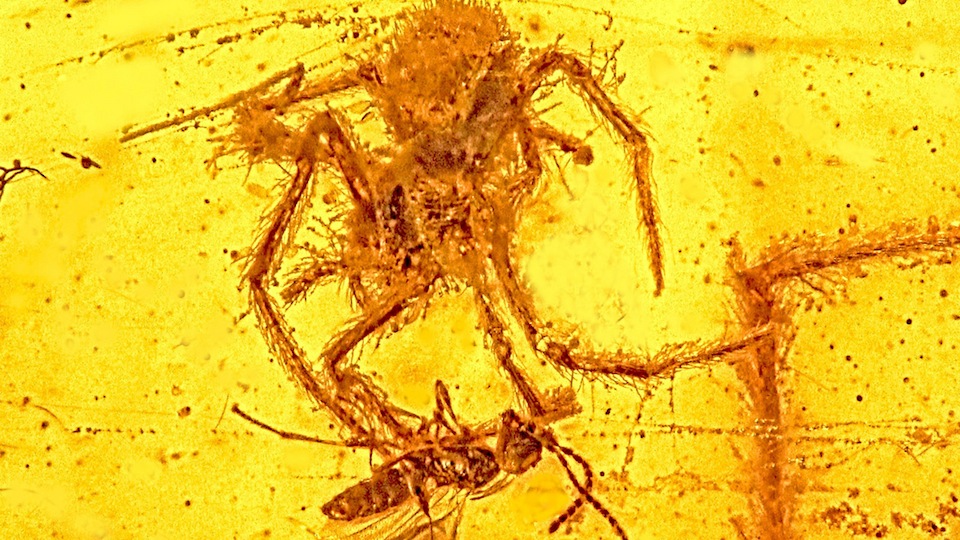 Uma aranha atacando uma vespa parasita, em uma cena antiga preservada em âmbar. Crédito: OSU College Science