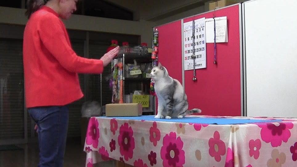 Esta gatinha é tão esperta que aprendeu a copiar os movimentos de sua dona. Crédito: Fugazza et al/Animal Cognition