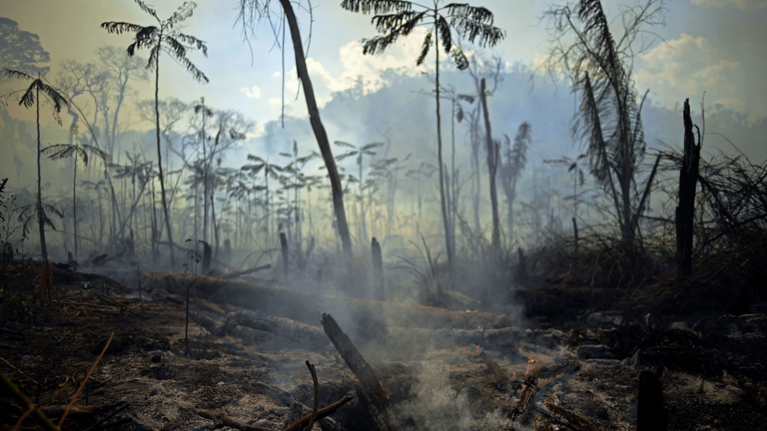 Área de floresta amazônica no Pará foi queimada. Crédito: Carl de Souza/Getty Images