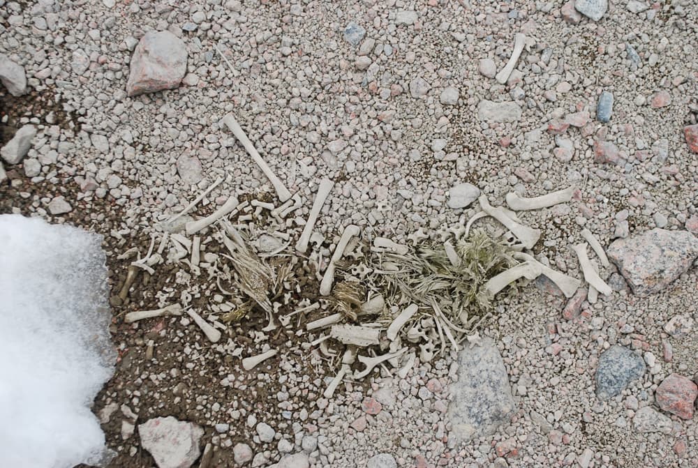 Vários ossos de diversos tamanhos sobre um solo rochoso de cor bege. Há um pequeno pedaço de gelo no canto inferior esquerdo da imagem.