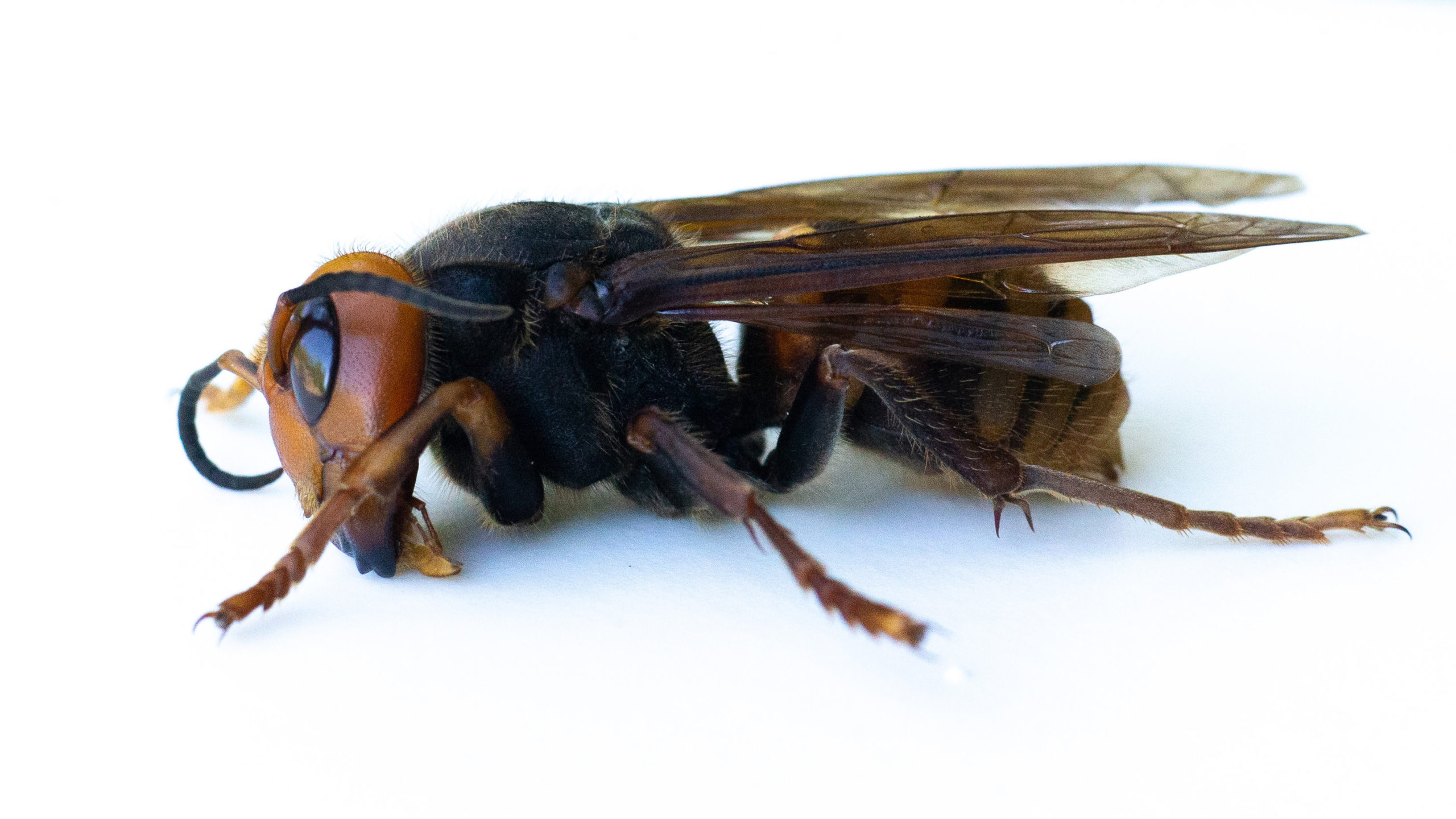 Uma espécime de vespa asiática gigante coletada por entomologistas do Departamento de Agricultura do Estado de Washington em julho deste ano. Crédito: Karen Ducey/Getty Images