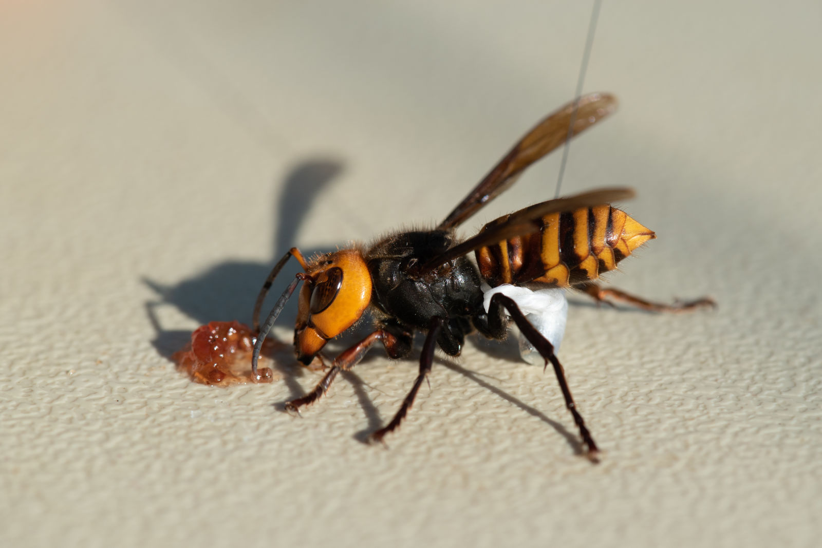 Vespa asiática gigante capturada por entomologistas do Departamento de Agricultura do Estado de Washington nesta semana. Crédito: Departamento de Agricultura do Estado de Washington