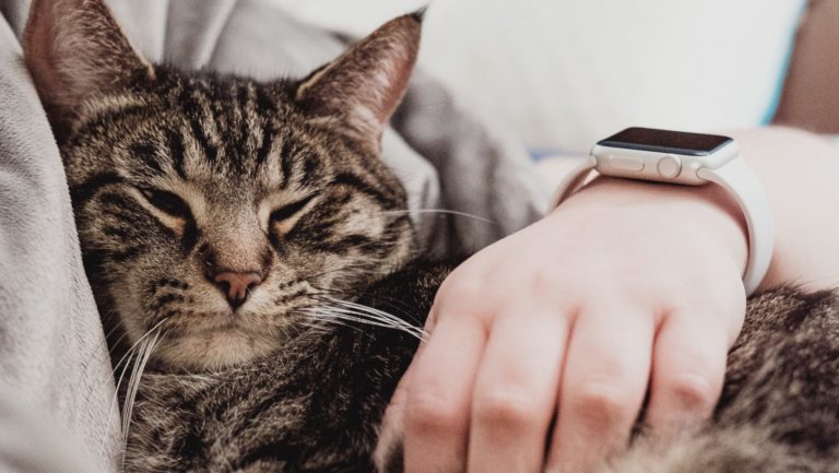 Apple Watch e gatos. Imagem: Chris Abney (Unsplash)