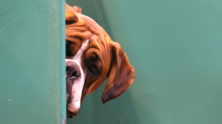 Cães. Imagem: Matt Cardy (Getty Images)