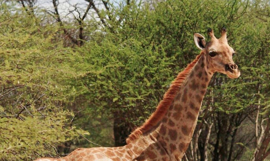 Esta girafa anã foi encontrada na Namíbia. Foto: Michael B Brown.