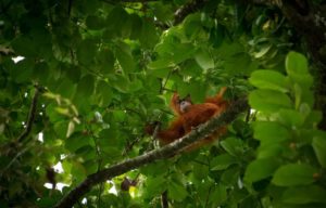 Um orangotango na Indonésia, um dos hotspots de biodiversidade descritos pela equipe de pesquisa. Foto : CHAIDEER MAHYUDDIN/AFP via Getty Images (Getty Images)