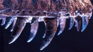 Dentes do espécime de T. rex "Stan". Imagem: Mary Altaffer (AP)